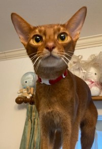 アドバイスを受ける前。遠くを見つめるカフーくん（画像提供：Milanista17さん）