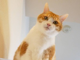 お迎えの日に自らキャリーに入ってすやすや寝てくれて感動　日本猫「虎太郎」