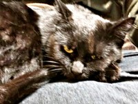 保護したばかりのかのさん（画像提供：雲母あおさん）