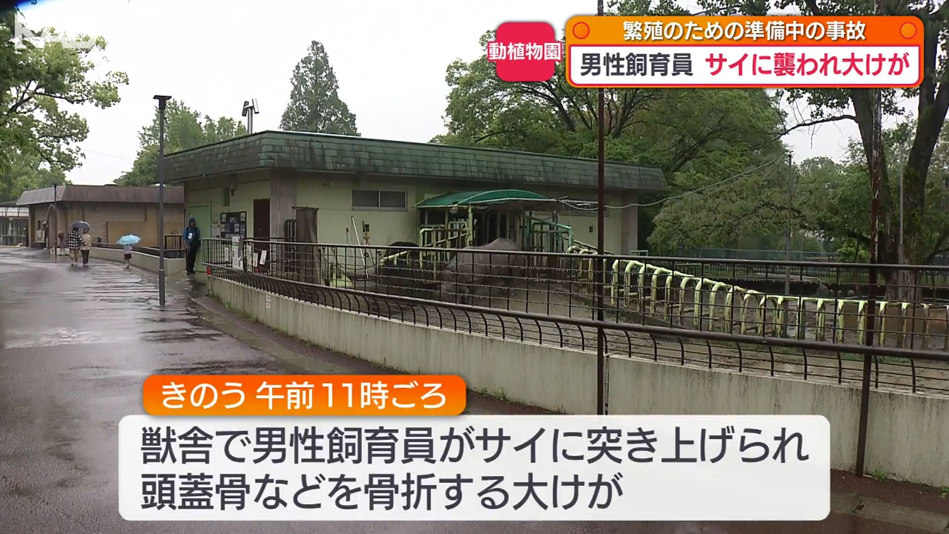 確認怠ったか…サイに突き上げられ飼育員が重傷「安全管理体制を見直す