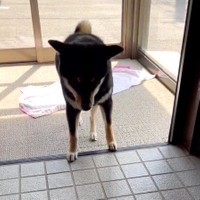 ビリッと来なかった〜（動画からキャプチャー／提供：黒柴はるママさん @51316Mika）