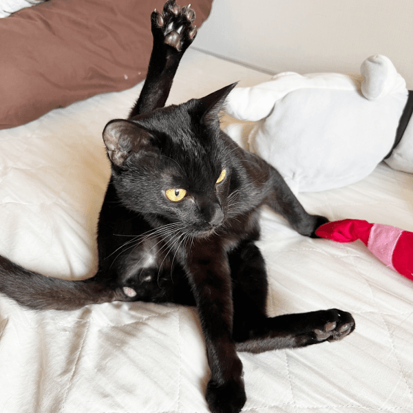 生後11カ月、毛づくろいをするぼたもちくん（画像提供：黒猫おはぎ 林遊眠@劇団ショウダウンさん）