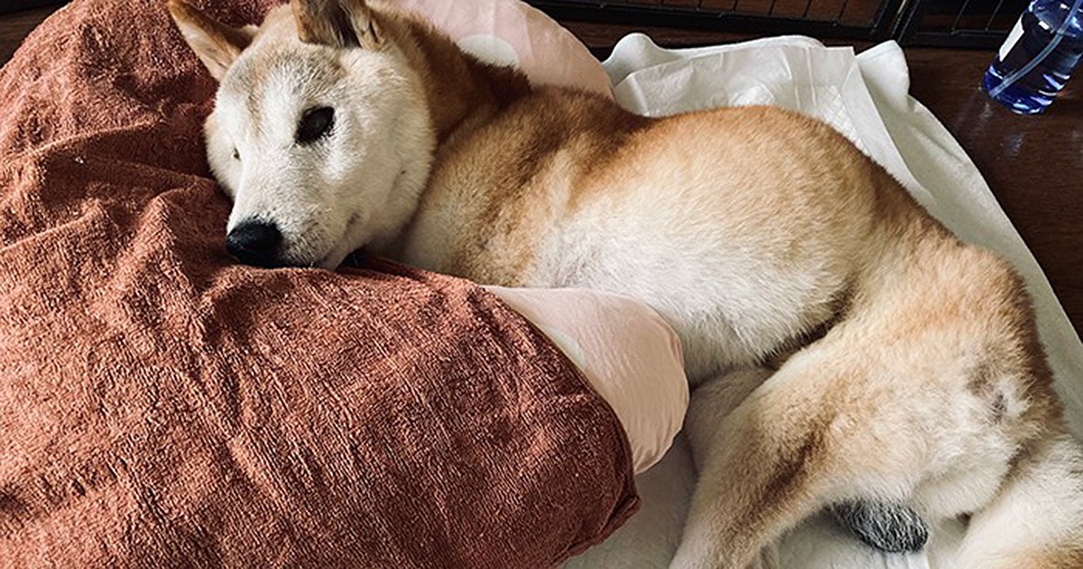 老犬のお世話で動物看護師の手はみみずばれに 犬の他界後に届いた感謝のメール | 犬・猫との幸せな暮らしのためのペット情報サイト「sippo」