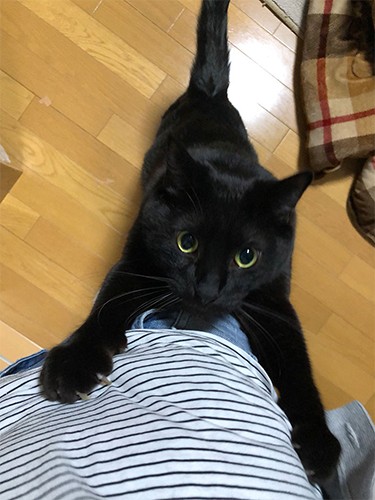 立っちでアピールするわさびはマイペース。「おなかがすいた時はキーボードに乗って仕事を阻止するよ」（さわたさん提供）