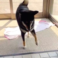 「敷居」を警戒して、そろ〜〜り……なぜ！？（動画からキャプチャー／提供：黒柴はるママさん @51316Mika）