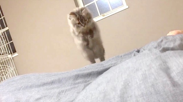 モゾモゾ動く飼い主を仕留めるにゃ！（動画からキャプチャー／提供：チロルさん @tirol1012）