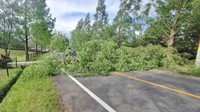 強風など影響か…さぬき空港公園で高さ13ｍの木が倒れる　付近では5月の観測史上最大の風　香川