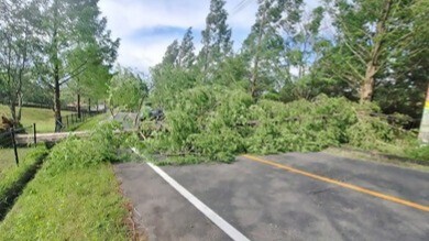強風など影響か…さぬき空港公園で高さ13ｍの木が倒れる　付近では5月の観測史上最大の風　香川
