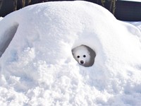 かまくら大好き！ まったりくつろぐ楽くん（画像提供：くーさんママさん）