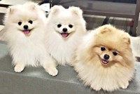 親子でにっこり （左から）生後9カ月のすももくん、つららくん、母犬のとろろちゃん（画像提供：ポメラニアンのとろろさん）