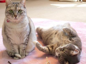 若い“ババ”が猫の保護活動　猫のかわいさは、孫に匹敵する？！