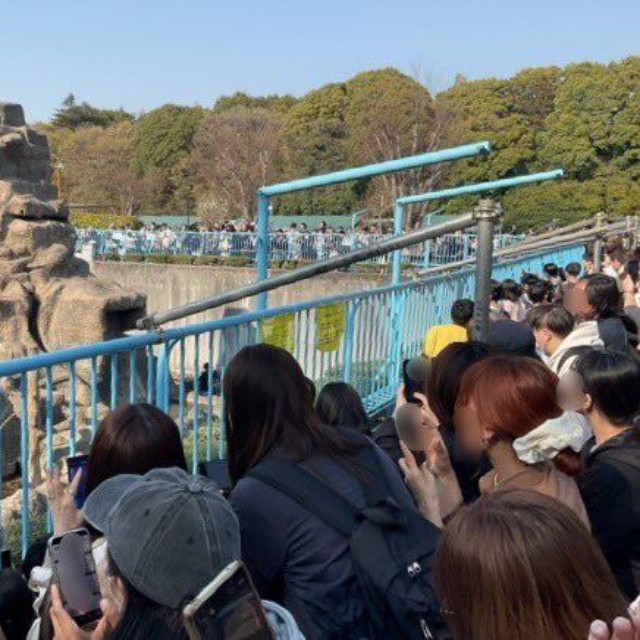 パンチくんを一目見ようとサル山を取り囲む来場者たち／市川市動植物園　公式X（@ichikawa_zoo）より