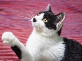 ひとり残された老猫と出戻りの子猫　18歳差でも支え合う関係に