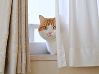 カーテン裏からひょっこり顔をのぞかせるDecoくん（画像提供：ようめいさん）
