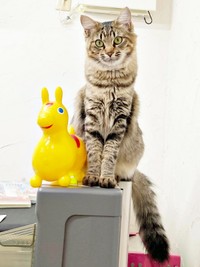 ルナちゃんは1歳に。美しく成長しました（画像提供：なちゅふぉとさん）