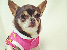 お誕生日のごちそう、もう食べていい？ チワワ「星輝(きら)」