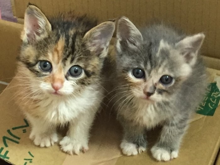 幼い頃のエレナとソフィ