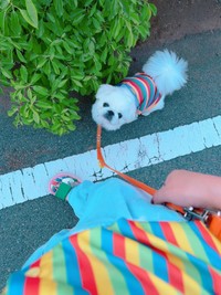 ハッ…！？（画像提供：賢犬ちゃむちゃむさん）