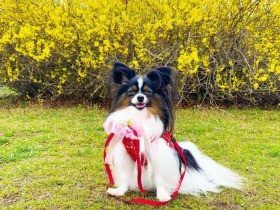 探検楽しい～！！　眠くなると、どこででも床に倒れて寝てしまうパピヨン「虎太」