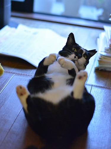 インスタにあげたあと、ごはんのおねだりを３度していた、など多くのコメントが届いたという、（宏美さん提供）