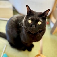 すくすくと成長し、イケニャンになったアサトくん（画像提供：ゆきのさん）