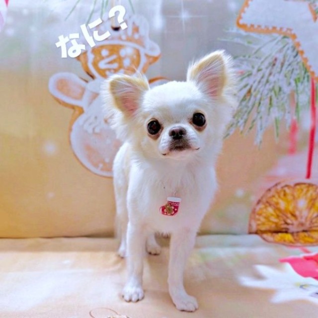 シャンプー終了！ イケワン姿に戻った弟くん（画像提供：チワワのお姉ちゃんとお兄ちゃんと弟くん）