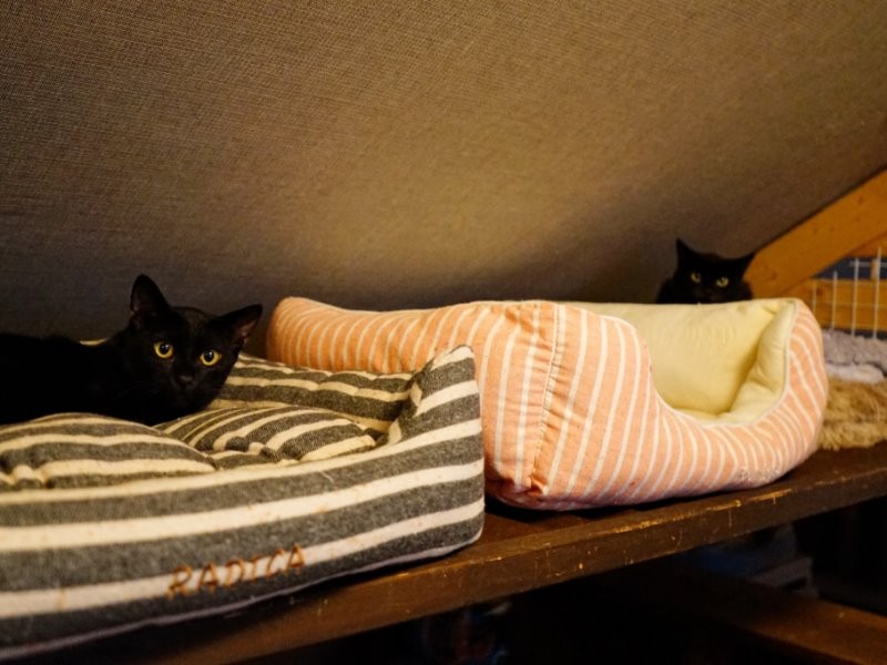 保護猫部屋にて