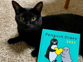 とても慎重な黒猫を家に迎えて１年　ゆっくり距離縮めて「初めて布団に乗ってきた」