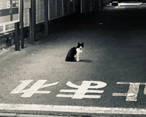 夢野ねこ