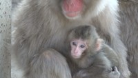 小豆島の「お猿の国」でベビーラッシュ　よちよち歩きのかわいい赤ちゃん　香川・土庄町