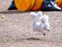 プリッとしたお尻がかわいいすずめちゃん（画像提供：チワマルすずめさん）