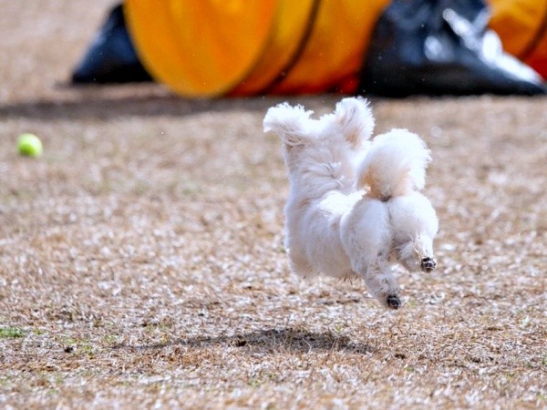 プリッとしたお尻がかわいいすずめちゃん（画像提供：チワマルすずめさん）