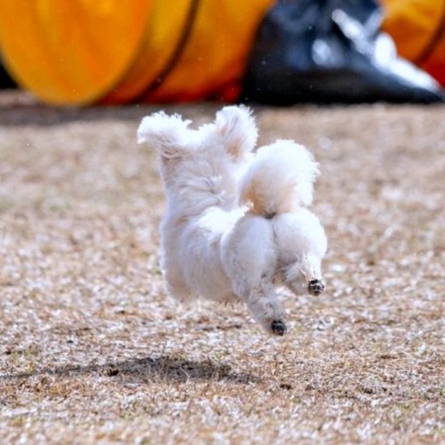 プリッとしたお尻がかわいいすずめちゃん（画像提供：チワマルすずめさん）