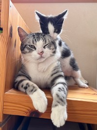 ムスッとしてるハクくんに、そんなのお構いなしなうたちゃん（画像提供：aiさん）