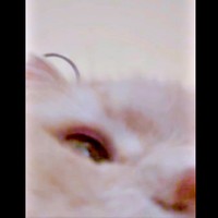 カメラの前にドアップで現れたつきみくん（画像提供：つきみねこさん）