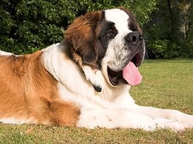 運動量が多く負担かかる大型犬　「股関節形成不全」にも要注意