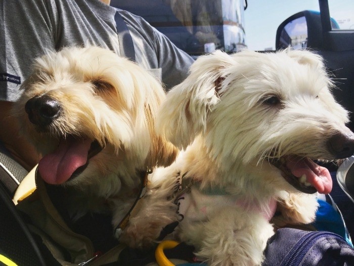 車でのお出かけも大好きな２匹。「初めは旅行なんてとんでもなかったけど、今はどこでもいけるの」北は北海道、南は広島まで出かけたそう