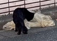 ゴミ袋の汁をなめていたいとちゃん（アクノアさん提供、Instagramよりキャプチャ撮影）※画像はトリミングしています