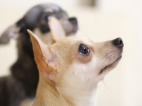 被災ペット５０頭受け入れへ　大分の九州災害時救援センター