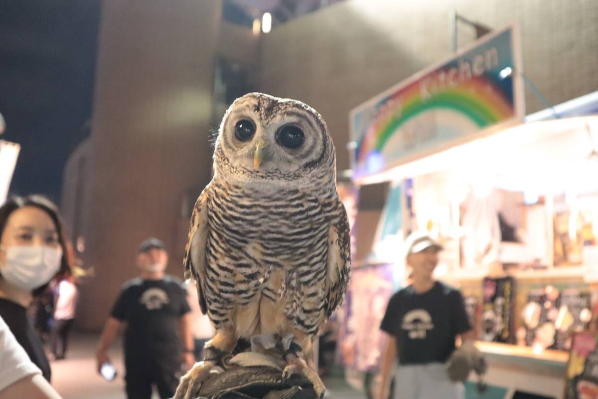 相次ぐ閉店の中…あえてフクロウカフェを立ち上げた女性オーナーの