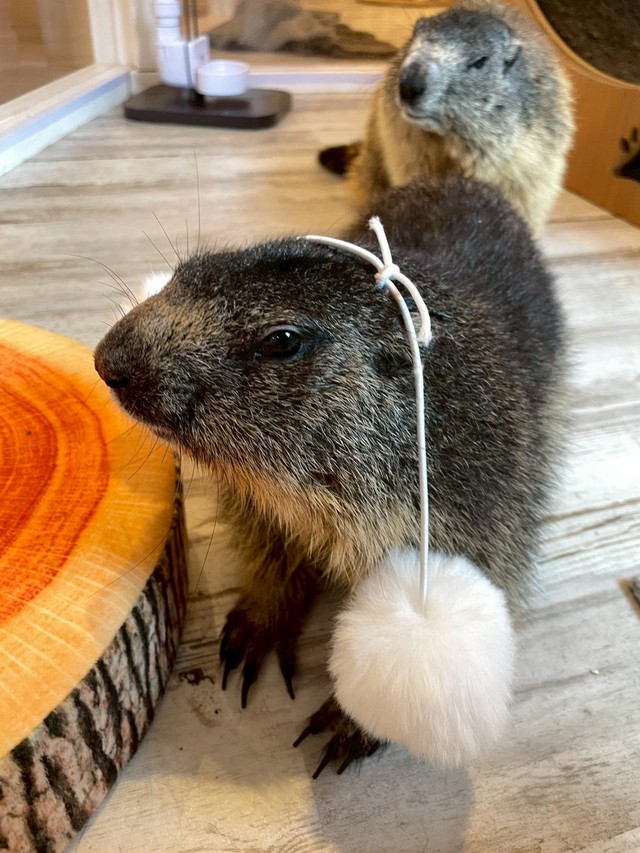 ひじき色の体が特徴の「ひじき」ちゃん（提供：マーモットカフェ「マーモット村」さん）