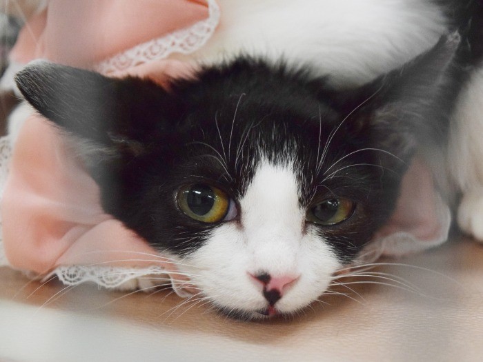 京王百貨店の譲渡会に参加した猫