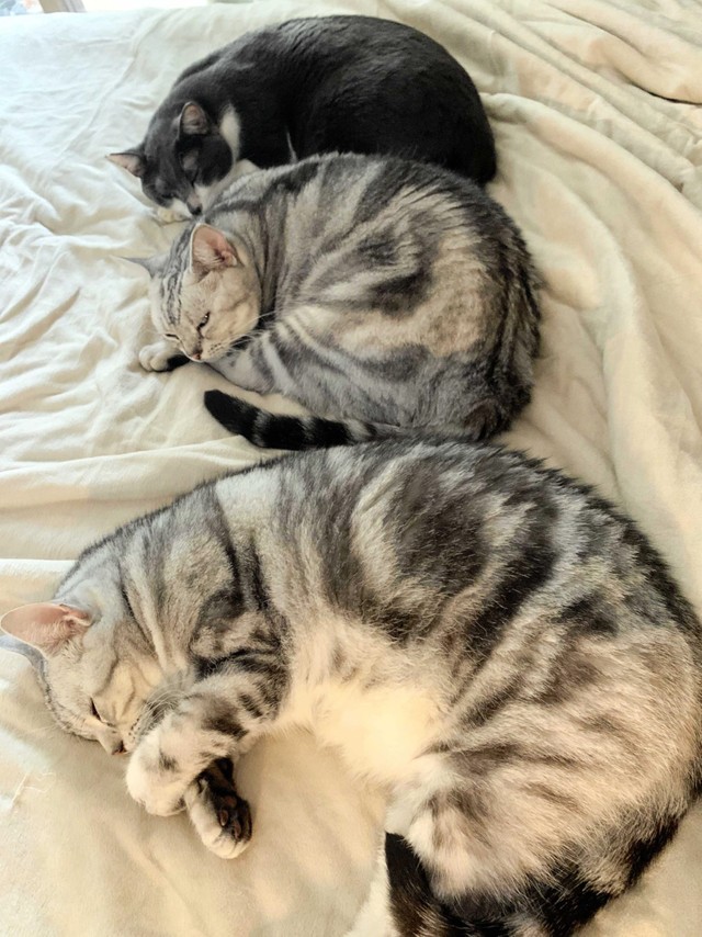 3匹のニャンモナイト