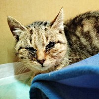 猫風邪をひいて衰弱していたぺこちゃん（画像提供：がっちゃん（がつこ）さん）