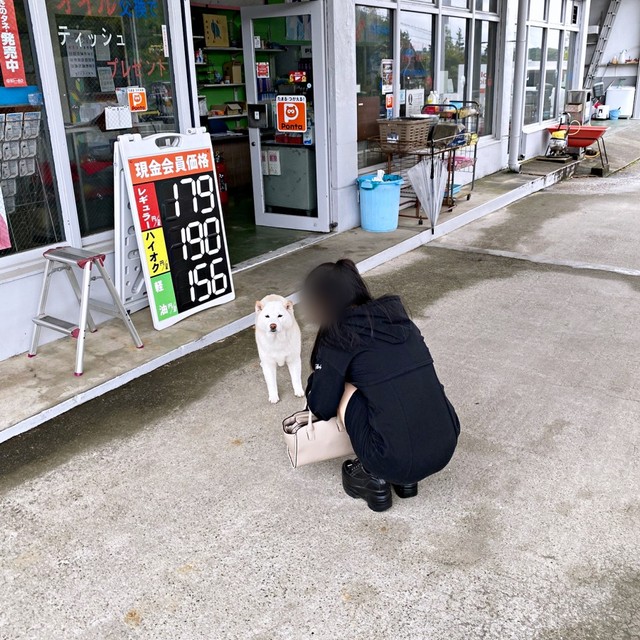 飼い主さんが営むガソリンスタントで看板犬兼店長を務めるまつちゃん。接客も上手です（画像提供：白柴まつさん）