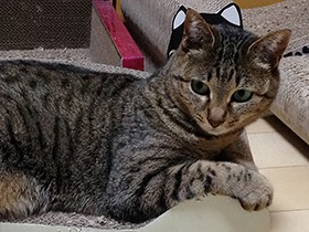 福島の置き去り猫から生まれた日向子　今は新しいおうちで幸せ！
