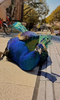 日向ぼっこが好きなサカタニくん（「京都大学クジャク同好会」さん提供）