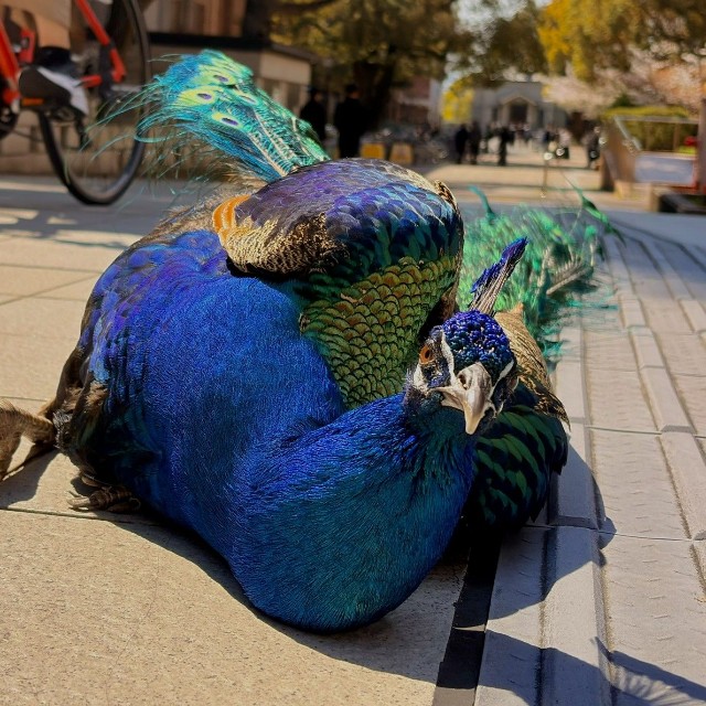 日向ぼっこが好きなサカタニくん（「京都大学クジャク同好会」さん提供）