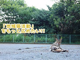 野良猫の不妊去勢手術の資金　ふるさと納税で１１０万円集まる