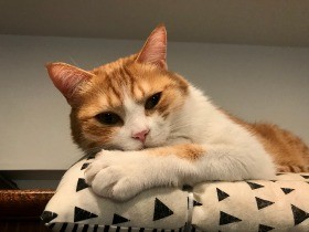 「令和で殺処分ゼロ」実現するために　できることから始めよう